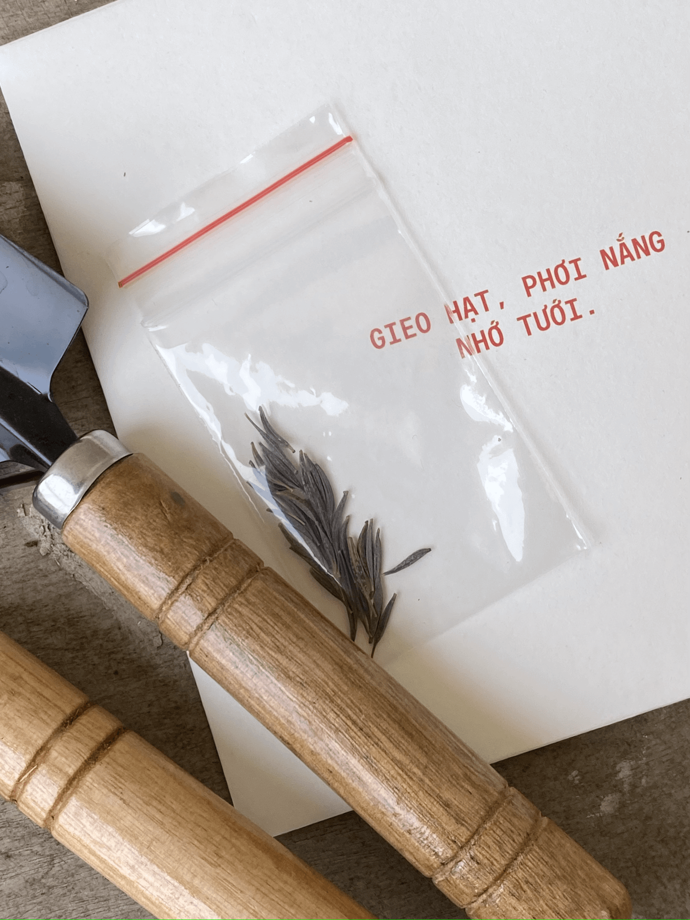 Mỗi album sẽ đi kèm một gói hạt giống hoa sao nhái