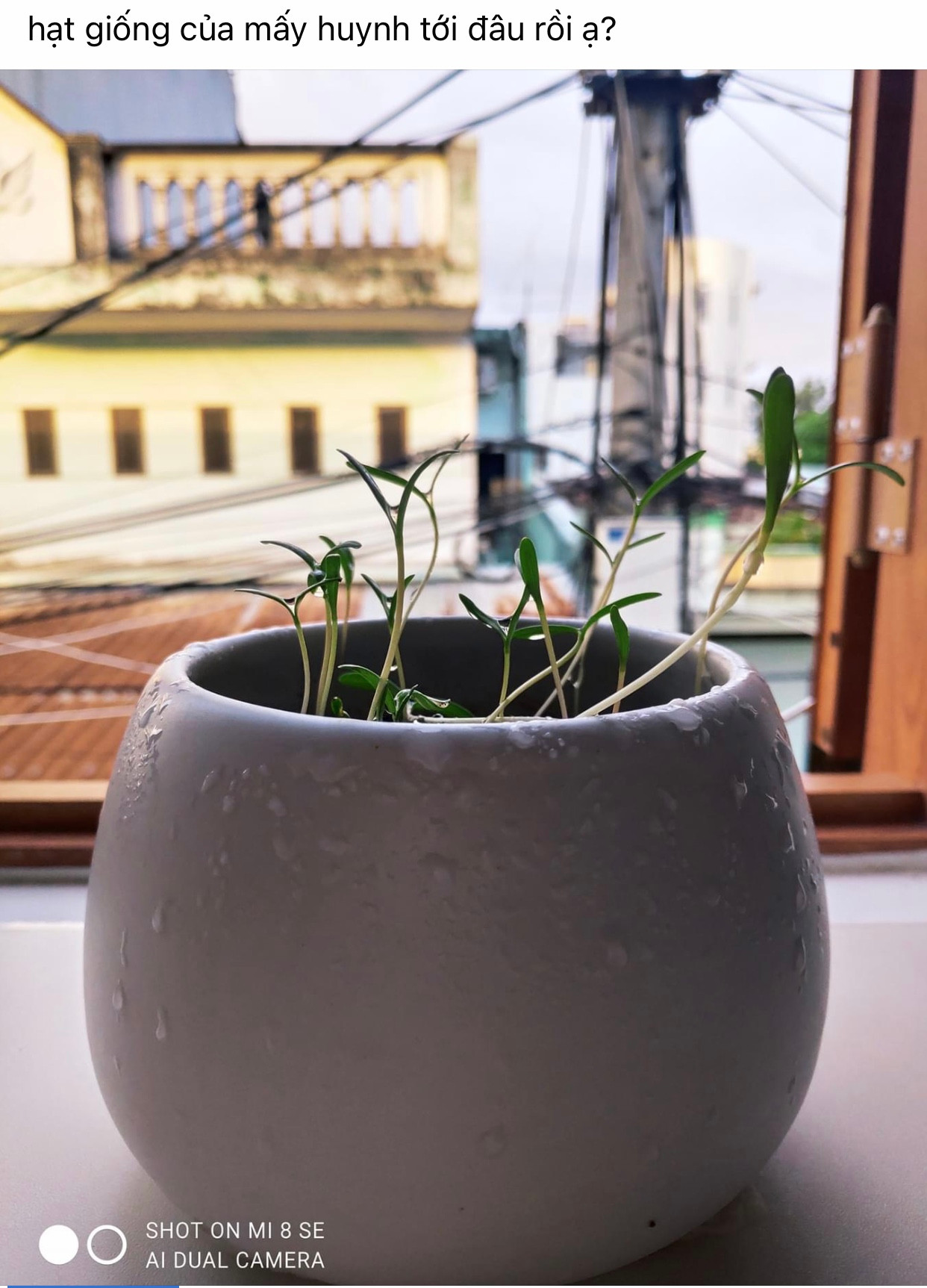 Các bạn trẻ đua nhau gieo cây