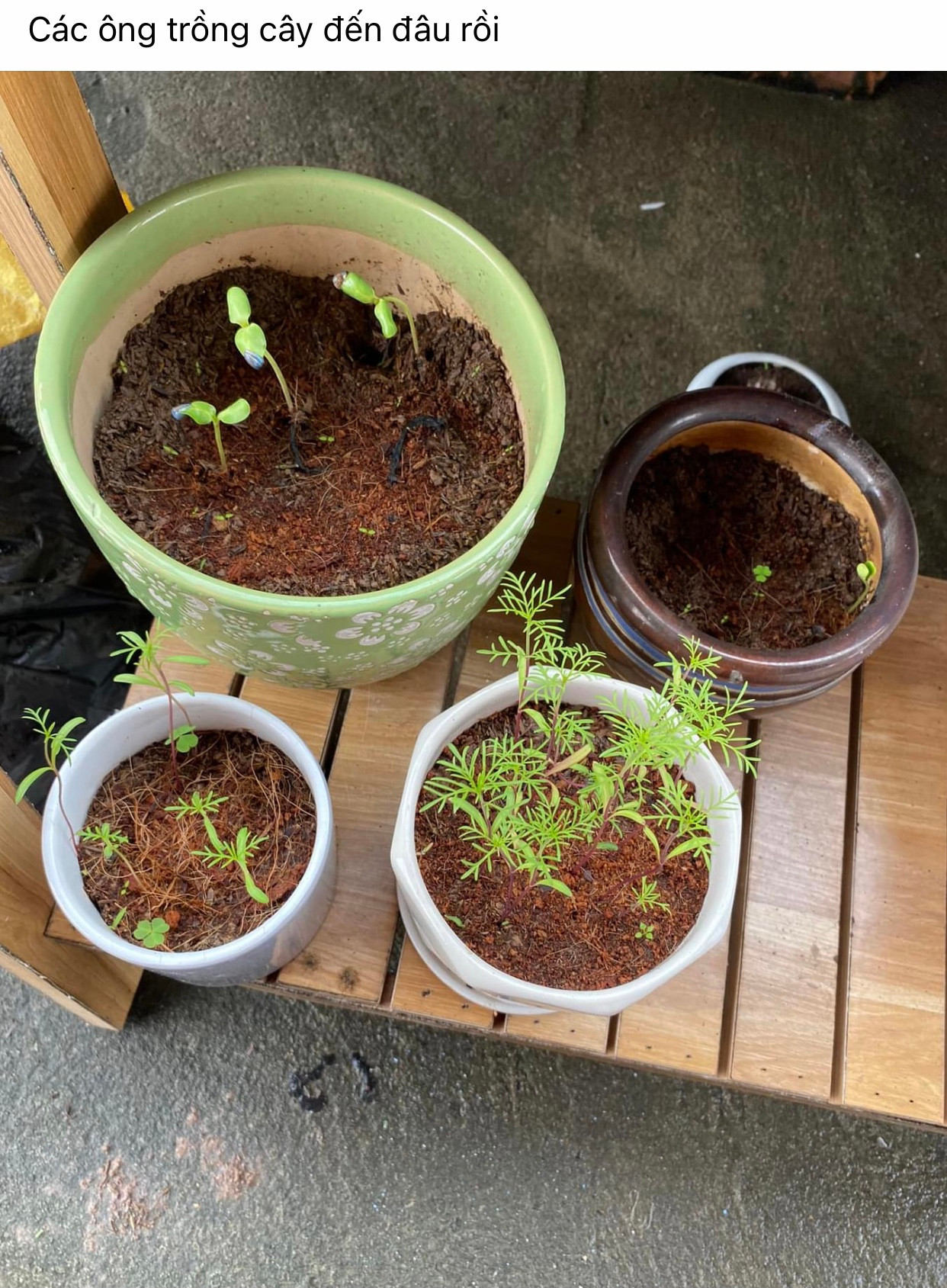 Thành quả trồng cây xanh của người hâm mộ nhóm Ngọt