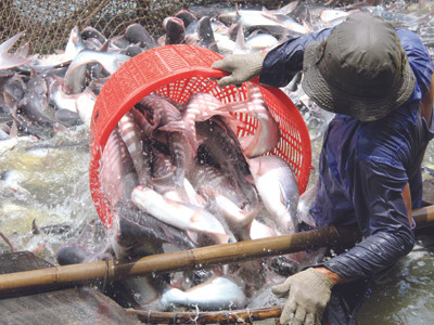 WWF muốn ngành nuôi cá tra Việt Nam dùng tiêu chuẩn ASC. Ảnh: Duy Khương
