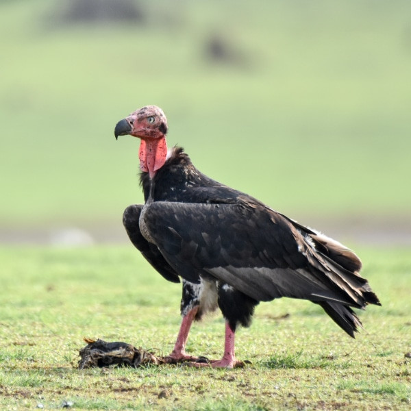 Trong khi đáng lẽ phải được cảm ơn, "anh lao công" của thế giới tự nhiên bị truyền thông và phim ảnh gắn mác xấu ác. Trong khi đáng lẽ phải được cảm ơn, "anh lao công" của thế giới tự nhiên bị truyền thông và phim ảnh gắn mác xấu ác.