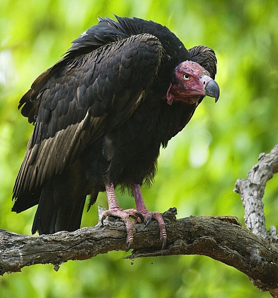 Vẻ ngoài phản diện nhưng tâm hướng thiện là đây. Vẻ ngoài phản diện nhưng tâm hướng thiện là đây.