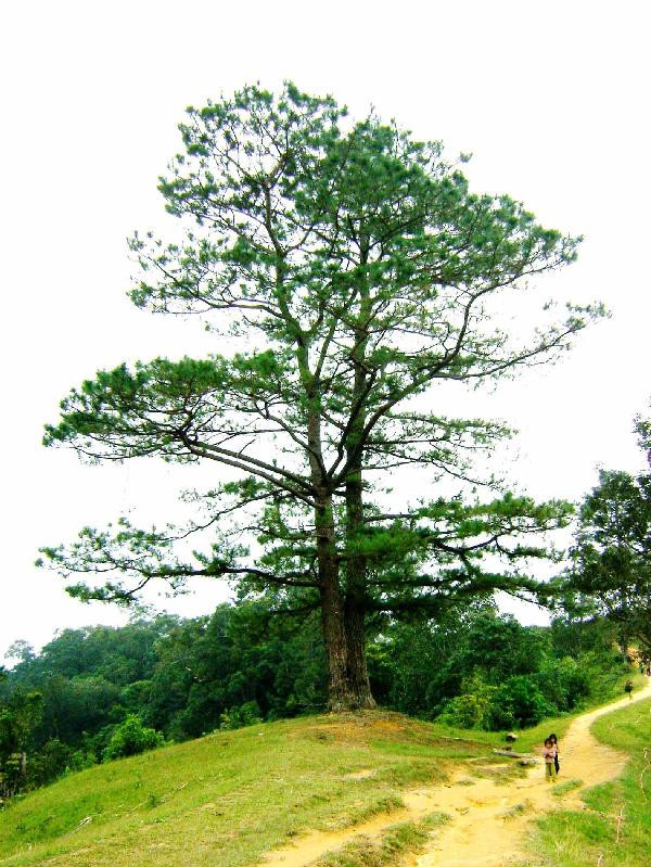 Những gốc thông cổ thụ trên núi Ngọc Linh. Những gốc thông cổ thụ trên núi Ngọc Linh