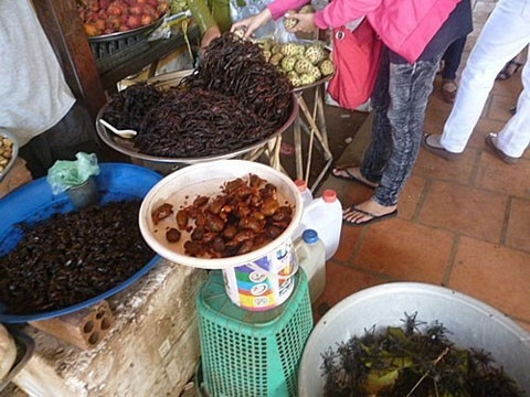 Nhiều loài côn trùng độc khác nhau được bày bán ở chợ cửa khẩu Tịnh Biên