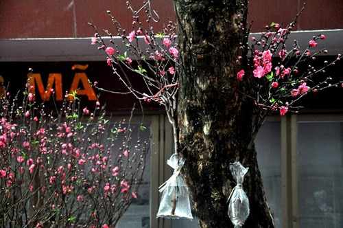 Đào mini gây 'sốt' ở Hà Nội ảnh 7