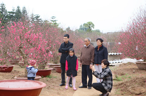 Vườn đào Nhật Tân nhộn nhịp trước Tết ảnh 2