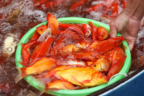 Đón Tết ông Công ông Táo, đại sứ Mỹ thả cá ở Hồ Tây ảnh 12