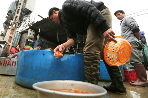 Đón Tết ông Công ông Táo, đại sứ Mỹ thả cá ở Hồ Tây ảnh 10