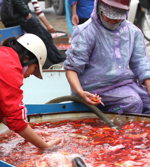 Đón Tết ông Công ông Táo, đại sứ Mỹ thả cá ở Hồ Tây ảnh 11