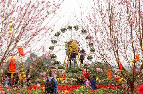 Vườn đào Nhật Tân nhộn nhịp trước Tết ảnh 5