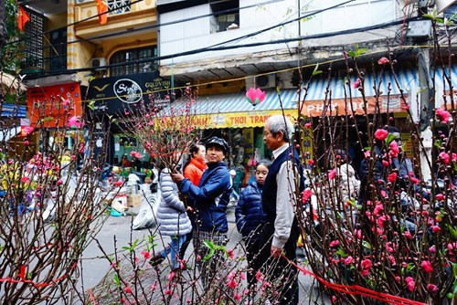 Đào mini gây 'sốt' ở Hà Nội ảnh 8