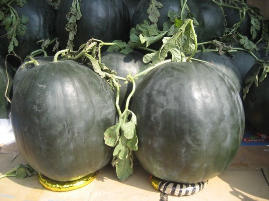 Mai ế cận Tết, thương lái chuyển sang cho thuê ảnh 4