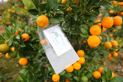 Vườn đào Nhật Tân nhộn nhịp trước Tết ảnh 23