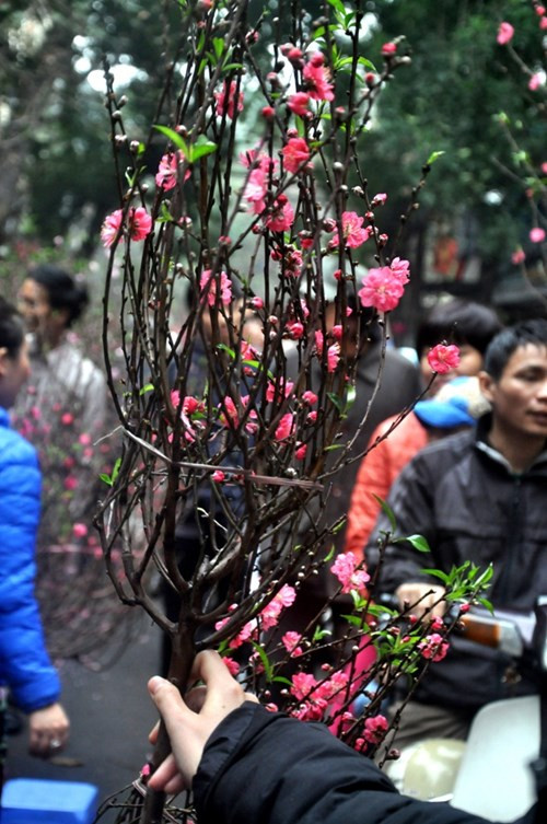 Đào mini gây 'sốt' ở Hà Nội ảnh 6