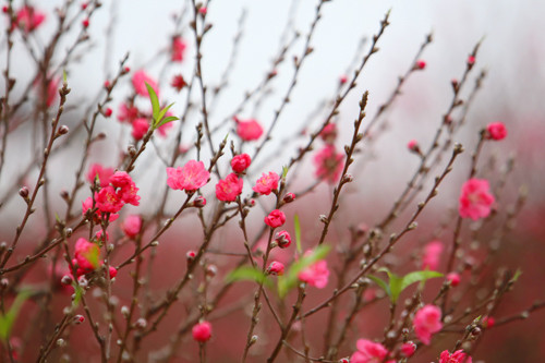 Vườn đào Nhật Tân nhộn nhịp trước Tết ảnh 3