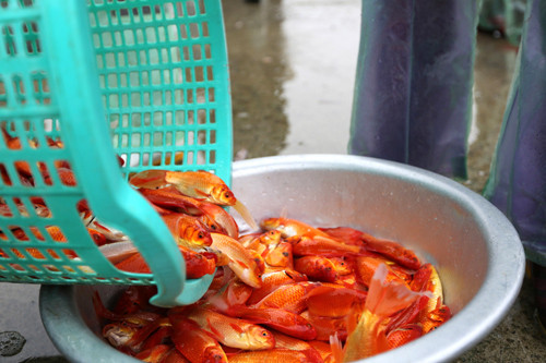 Đón Tết ông Công ông Táo, đại sứ Mỹ thả cá ở Hồ Tây ảnh 13