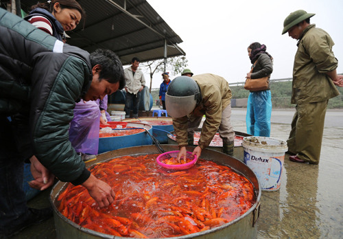 Đón Tết ông Công ông Táo, đại sứ Mỹ thả cá ở Hồ Tây ảnh 8