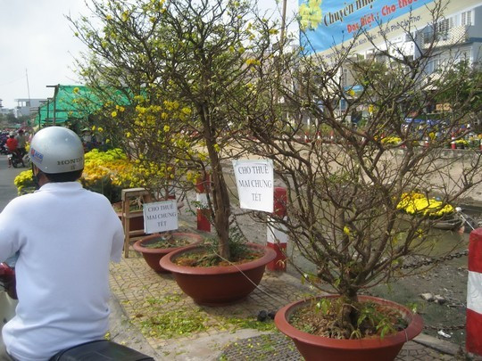 Mai ế cận Tết, thương lái chuyển sang cho thuê ảnh 2