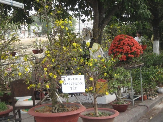 Mai ế cận Tết, thương lái chuyển sang cho thuê ảnh 1