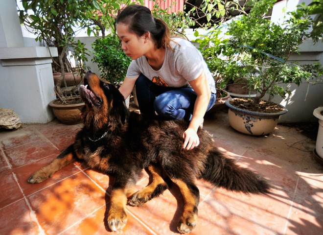 Bởi đây là món quà của người thân tặng sau khi mang từ Trung Quốc về. Linh cho biết giá trị mỗi chú chó này ở những tháng tuổi đầu tiên đã không dưới một trăm triệu 