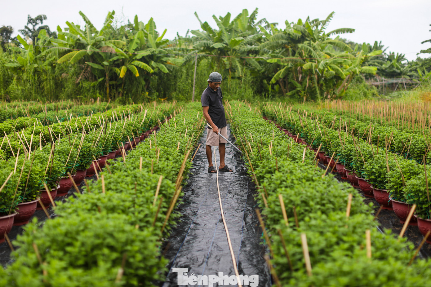 Tại vườn của bà Lan hiện có 6 nhân công đang làm việc miệt mài. Mỗi nhân công ở đây phụ trách một công đoạn như: cuốc đất, nhổ cỏ, tưới cây, bón phân và lặt lá thừa trên cây…