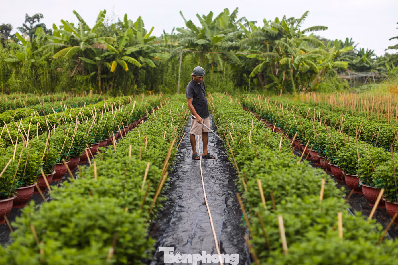 Tại vườn của bà Lan hiện có 6 nhân công đang làm việc miệt mài. Mỗi nhân công ở đây phụ trách một công đoạn như: cuốc đất, nhổ cỏ, tưới cây, bón phân và lặt lá thừa trên cây…