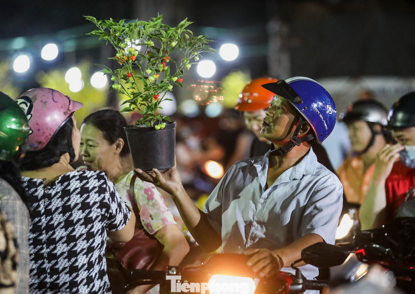 Các cây cảnh nhỏ gọn cũng thu hút khá đông người dân tìm đến mua.