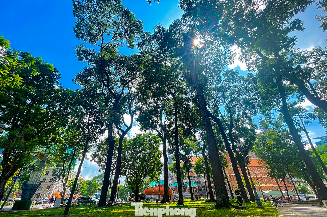 TPHCM từ lâu đã nổi tiếng với những hàng cây cổ thụ xanh mát, trong đó có nhiều cây đã tồn tại hàng chục, thậm chí hàng trăm năm. Những hàng cây này không chỉ làm dịu đi cái nóng oi bức của thành phố, mà còn mang lại vẻ đẹp lịch sử và văn hóa đặc trưng.