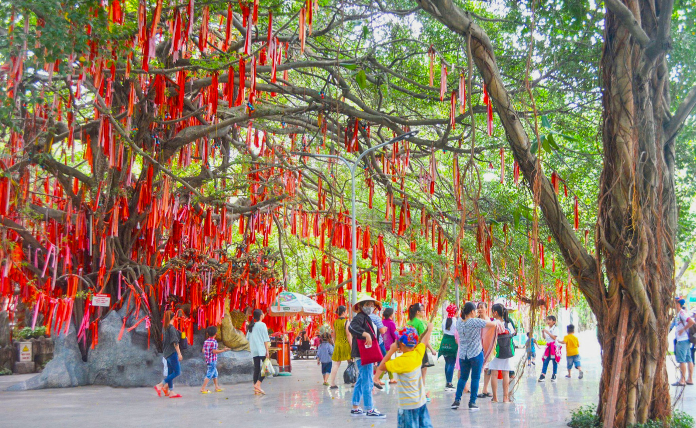 "Cây ước nguyện" hiện được bảo tồn trong bộ sưu tập các loại cây quý hiếm hiện có tại Rừng Nguyên Sinh của Suối Tiên.