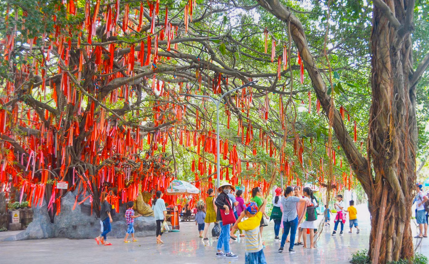 "Cây ước nguyện" hiện được bảo tồn trong bộ sưu tập các loại cây quý hiếm hiện có tại Rừng Nguyên Sinh của Suối Tiên. "Cây ước nguyện" hiện được bảo tồn trong bộ sưu tập các loại cây quý hiếm hiện có tại Rừng Nguyên Sinh của Suối Tiên.