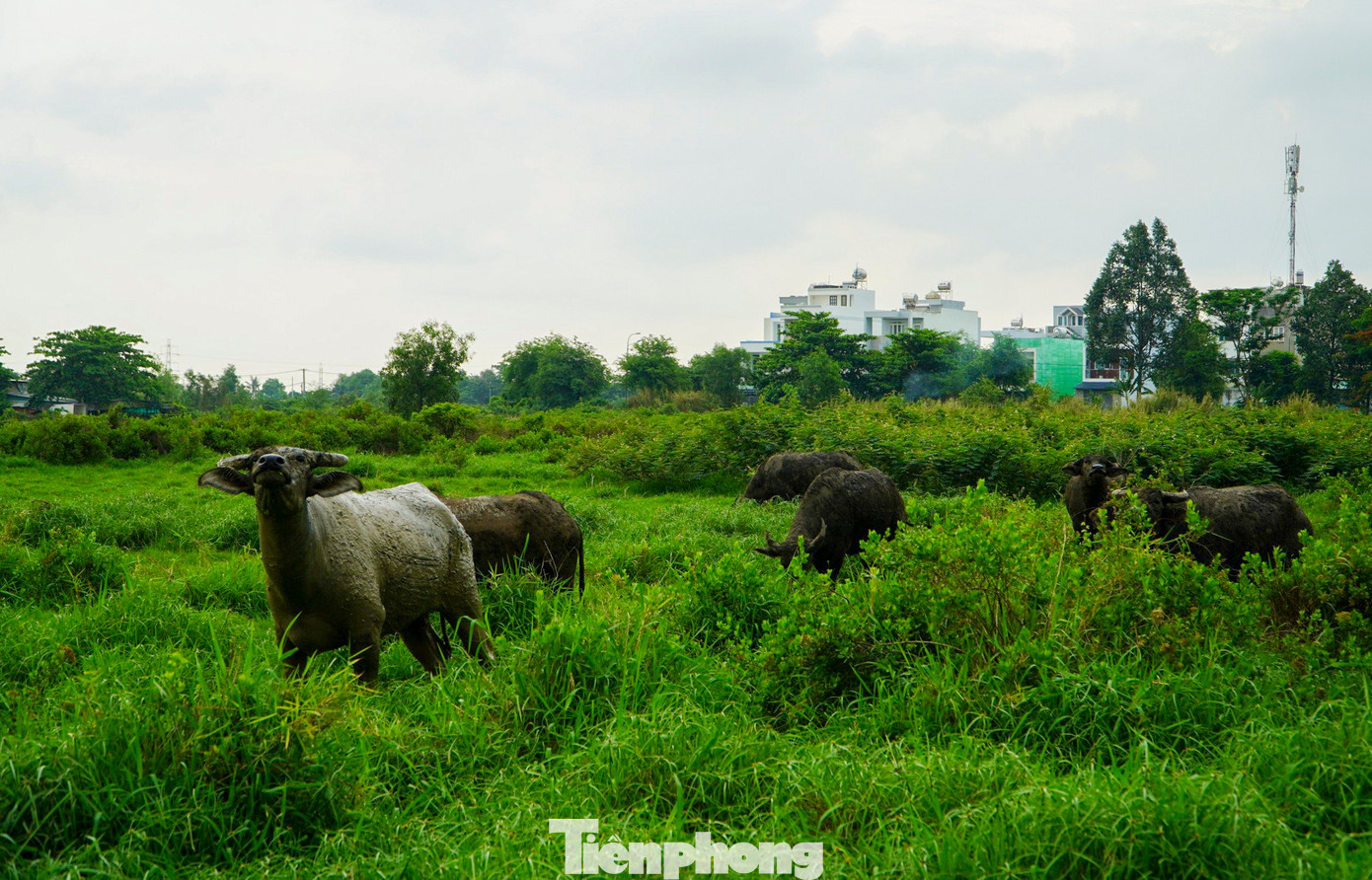 Ban quản lý Đường sắt đô thị TP.HCM (MAUR) cho biết có tình trạng tái lấn chiếm của người dân bị giải tỏa nay trở về sinh sống, một số hộ khác thì trồng trọt và chăn thả trâu bò.