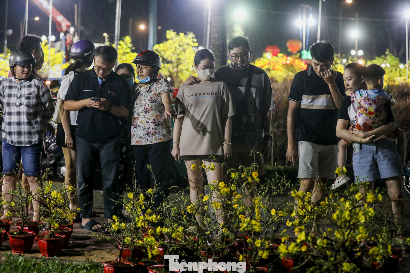 Nhiều cây mai có kích thước vừa phải cũng được người dân quan tâm vì giá thành hợp lý.