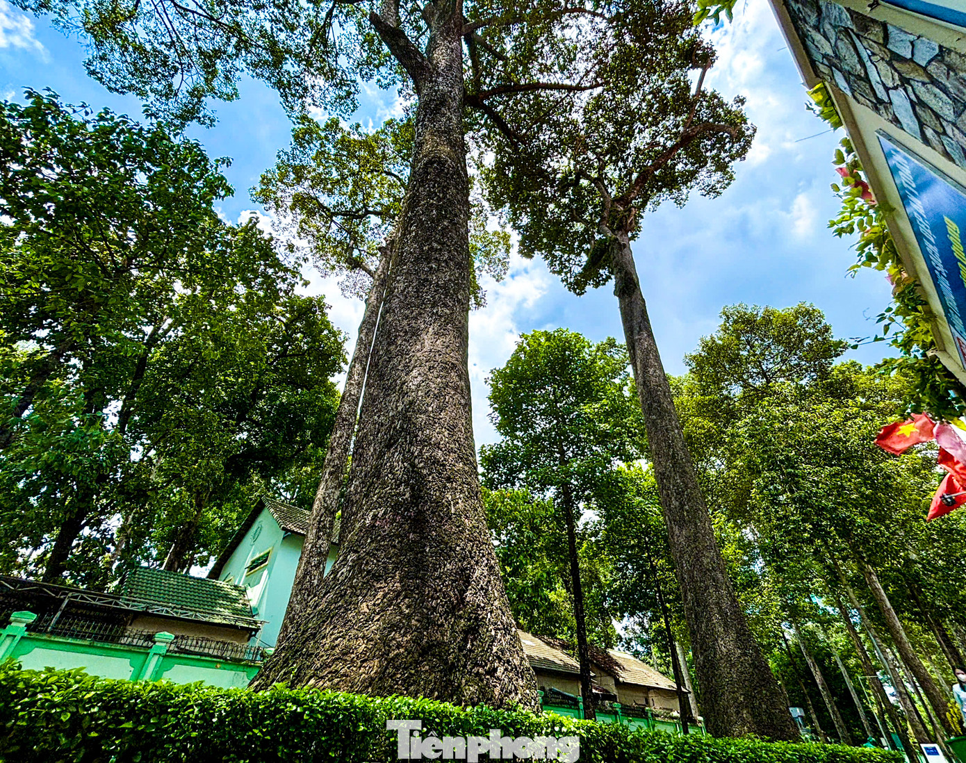 Phủ xanh các cung đường là những hàng cây dầu lâu năm với chiều cao lên đến hàng chục mét. Nhờ những tán cây này mà bầu không khí tại đây thêm phần mát mẻ, thoáng đãng. Tuy nhiên, do tuổi đã cao nên những cây này cũng tiềm tàng nhiều nguy cơ khó lường trước.