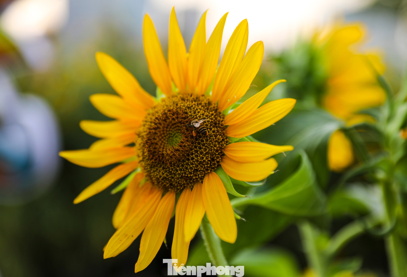 Để trồng mới lứa hoa khác, những cây hướng dương cao gần 2 mét đang được công nhân bứng bỏ vào chậu, đặt dọc lối đi để trang trí, tiếp tục phục vụ du khách đến chụp hình.