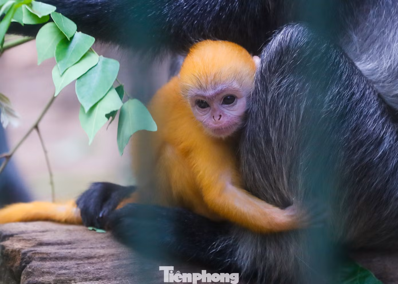 Những ngày qua mạng xã hội đang sốt với hình ảnh gia đình khỉ tại Thảo Cầm Viên (TPHCM) sinh con có bộ lông màu vàng cam khác hẳn với màu lông xám bạc của bố mẹ.