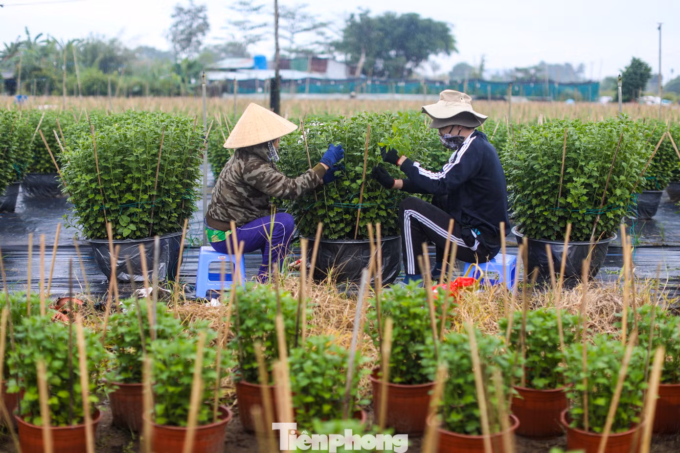 Để chuẩn bị cho vụ tết vườn của bà Lan đã xuống giống hoa từ 4 - 6 tháng trước. Đến hiện nay, những cây giống đã cao lớn, vào chậu và bắt đầu những ngày công chăm sóc.
