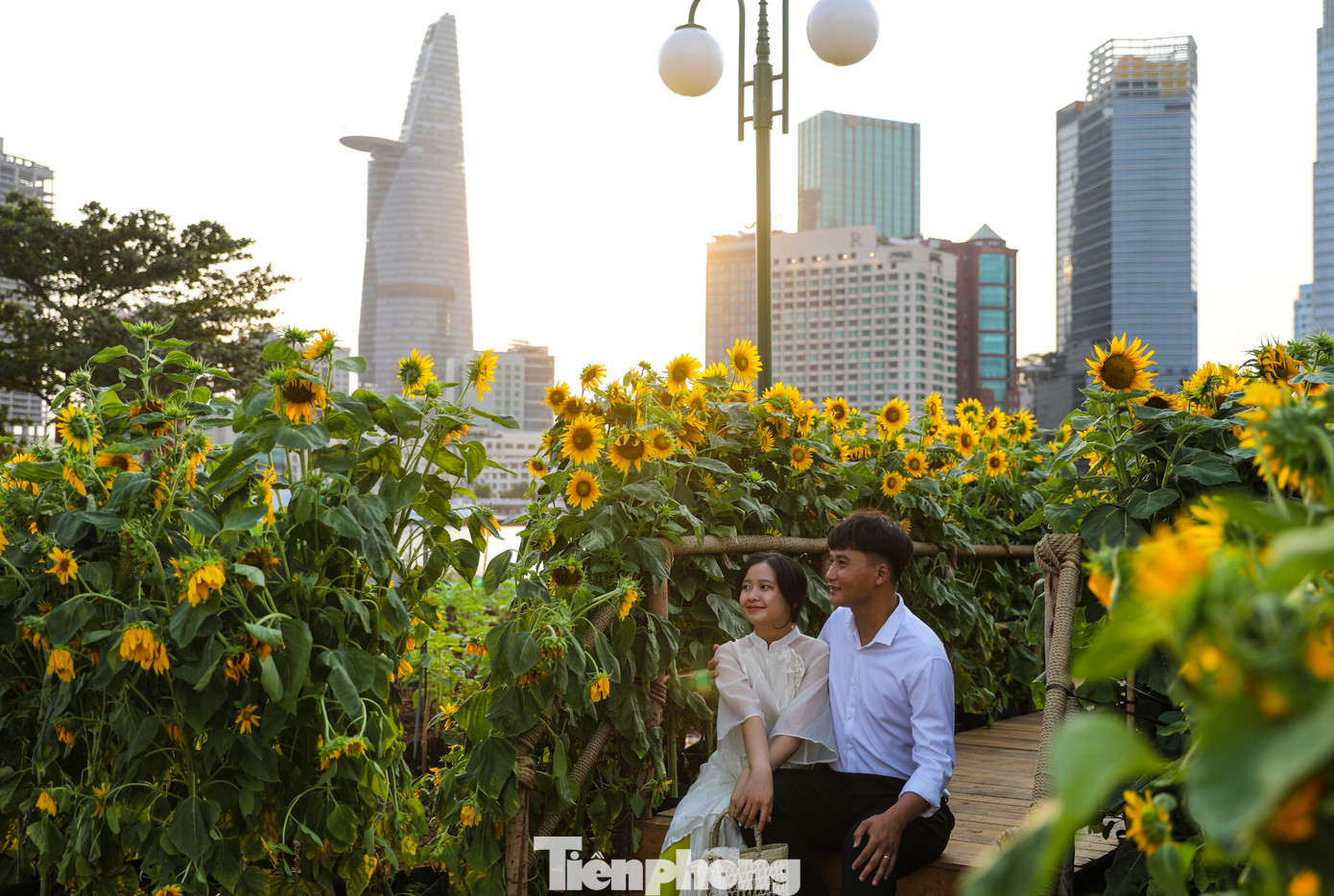 Vị trí trồng cánh đồng hoa hướng dương có &quot;view&quot; đẹp, nhìn ra các hướng sông Sài Gòn, công viên bến Bạch Đằng, cầu Ba Son và ngược lại.