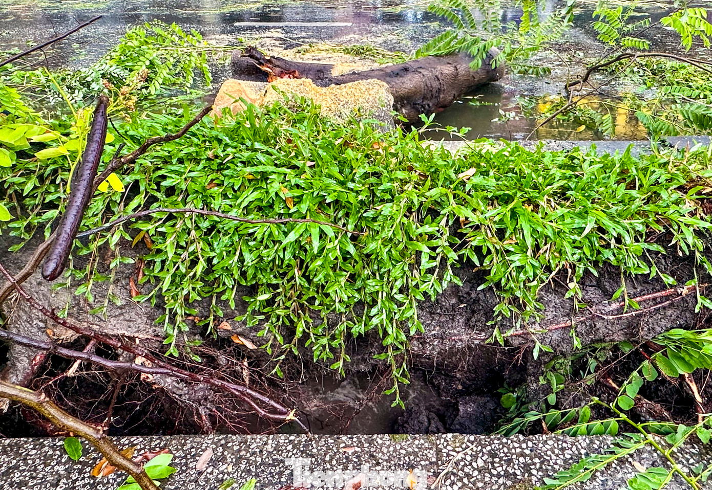 Gió mạnh kèm mưa lớn là nguyên nhân khiến cây bị bật gốc đổ ra đường. Gió mạnh kèm mưa lớn là nguyên nhân khiến cây bị bật gốc đổ ra đường.