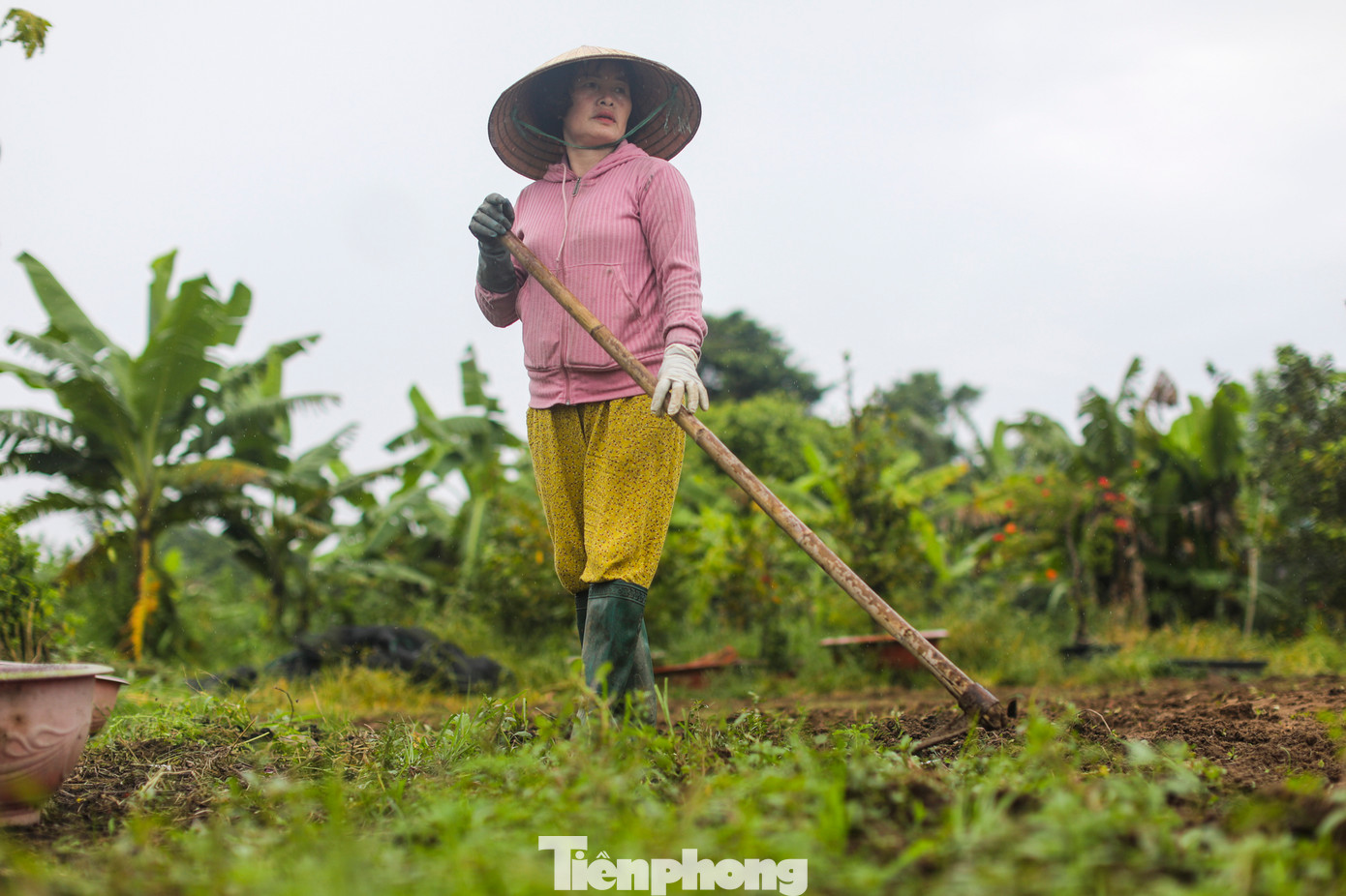 "Tình hình hoa tết mỗi năm về sau lại càng giảm nhiều. So với những năm trước kia nữa thì số lượng hoa tôi trồng lên đến mười mấy ngàn chậu. Chưa kể, hồi giữa năm mưa nhiều làm trôi hạt giống, phân bón, phải bỏ nhiều cây con. Tôi cũng rầu lắm, nhưng chuyện làm thì phải làm thôi", bà Lan chia sẻ.