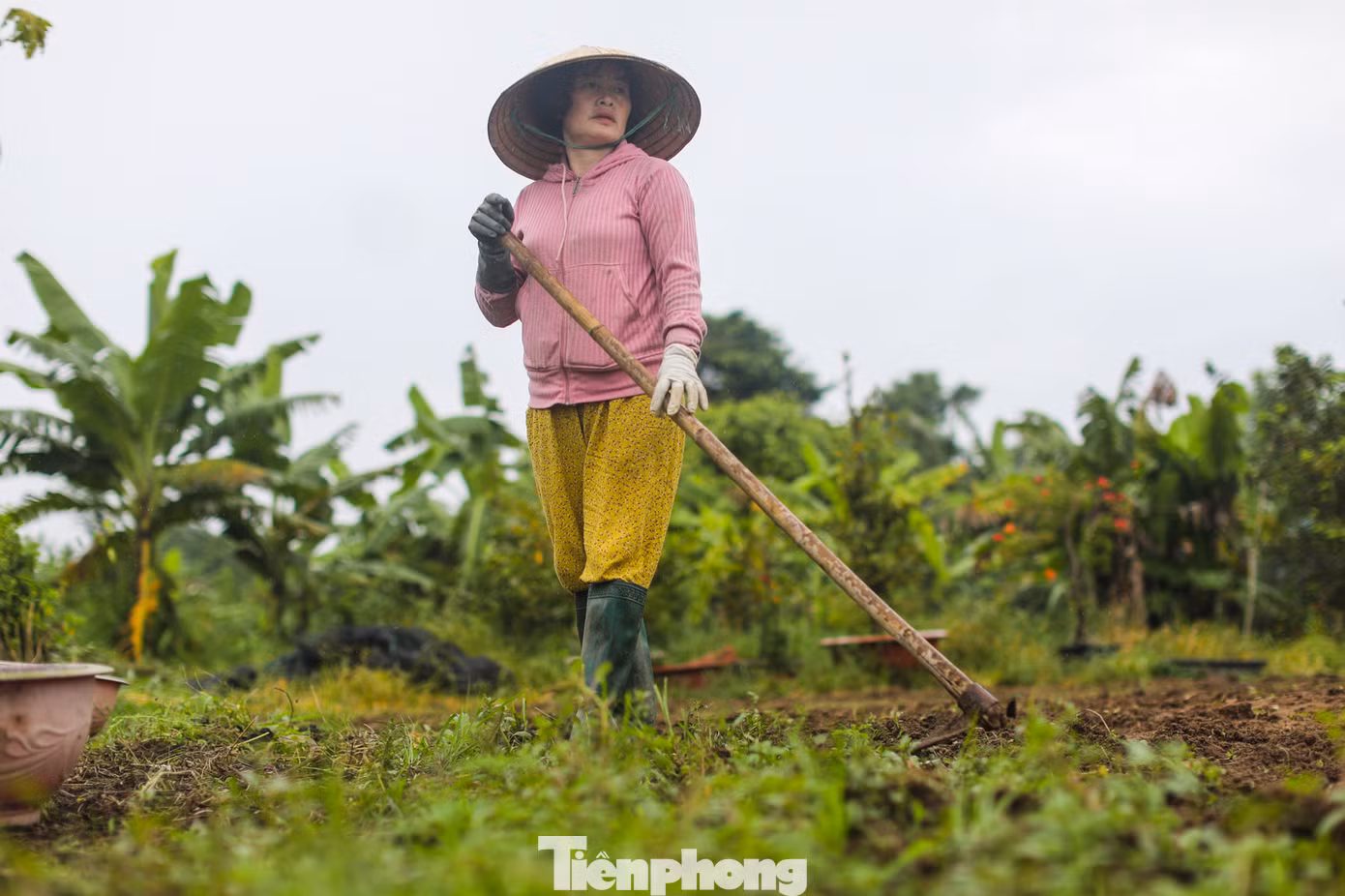 "Tình hình hoa tết mỗi năm về sau lại càng giảm nhiều. So với những năm trước kia nữa thì số lượng hoa tôi trồng lên đến mười mấy ngàn chậu. Chưa kể, hồi giữa năm mưa nhiều làm trôi hạt giống, phân bón, phải bỏ nhiều cây con. Tôi cũng rầu lắm, nhưng chuyện làm thì phải làm thôi", bà Lan chia sẻ.