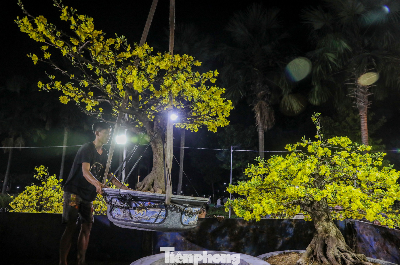 Nhiều cây mai khủng được khách hàng chốt nhanh trong đêm 29 Tết.