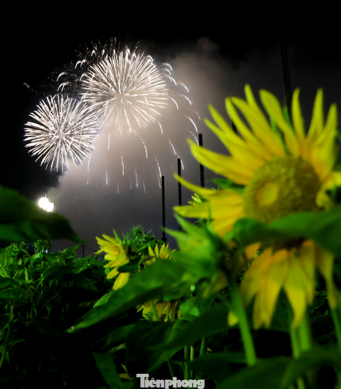 Màn pháo hoa rực rỡ kết hợp với vẻ đẹp của hoa hướng dương đã tạo nên một sắc màu lung linh trong những thời khắc đầu tiên của năm 2024.