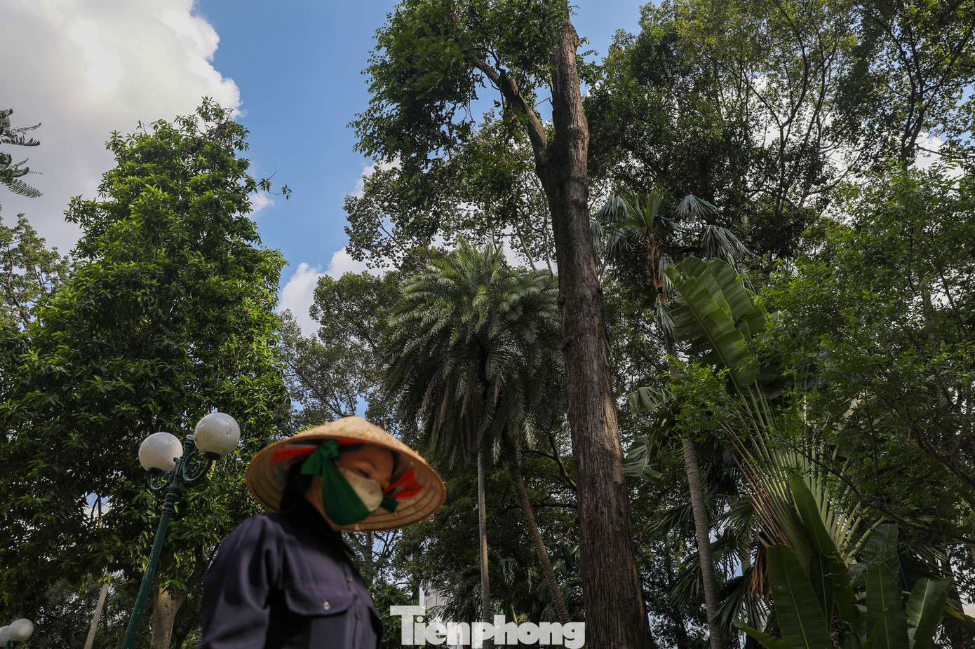 Đại diện Trung tâm Quản lý hạ tầng kỹ thuật TPHCM (đơn vị quản lý Công viên Tao Đàn) cho biết, cây xanh bị gãy nhánh thuộc họ Dầu, phân loại 3 (cây có kích thước lớn), rơi từ độ cao khoảng 25m.