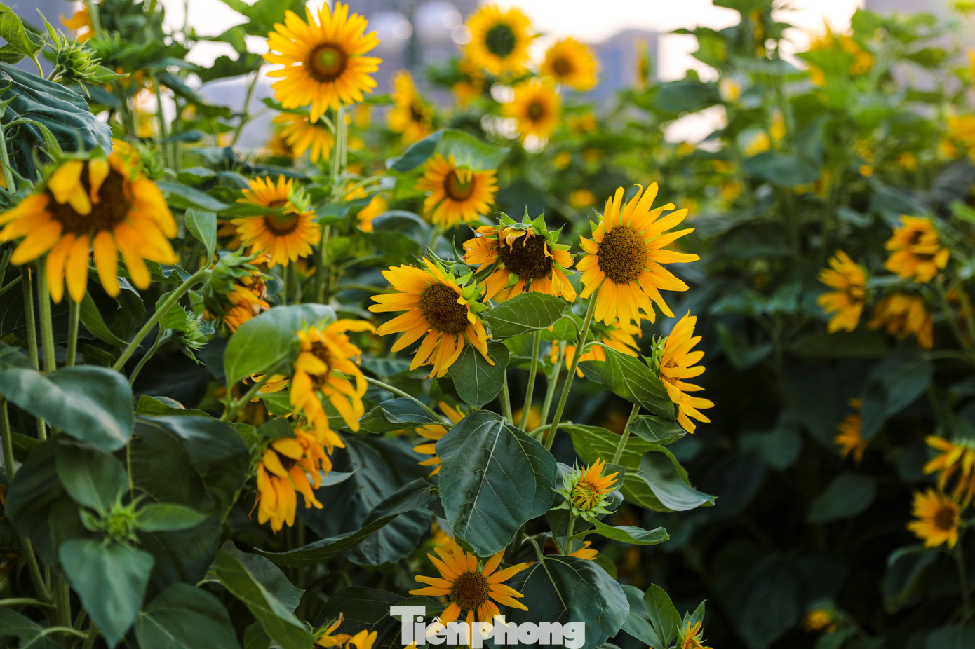 Sau ngày khánh thành, mở cửa đón khách, hiện nay công viên còn nhiều hạng mục quan trọng vẫn đang được hàng trăm nhân công hoàn thiện từng ngày.