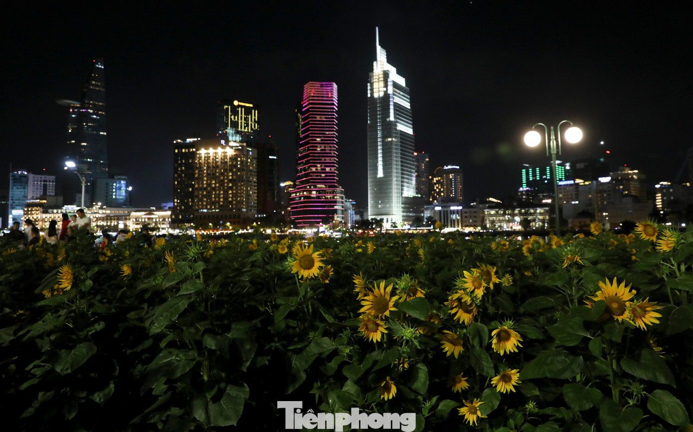 Hơn 20.000 cây hoa hướng dương được trồng hai bên và phía trước đình thần An Khánh phục vụ người dân tới vui chơi, tham quan và chụp ảnh đã nở rộ.