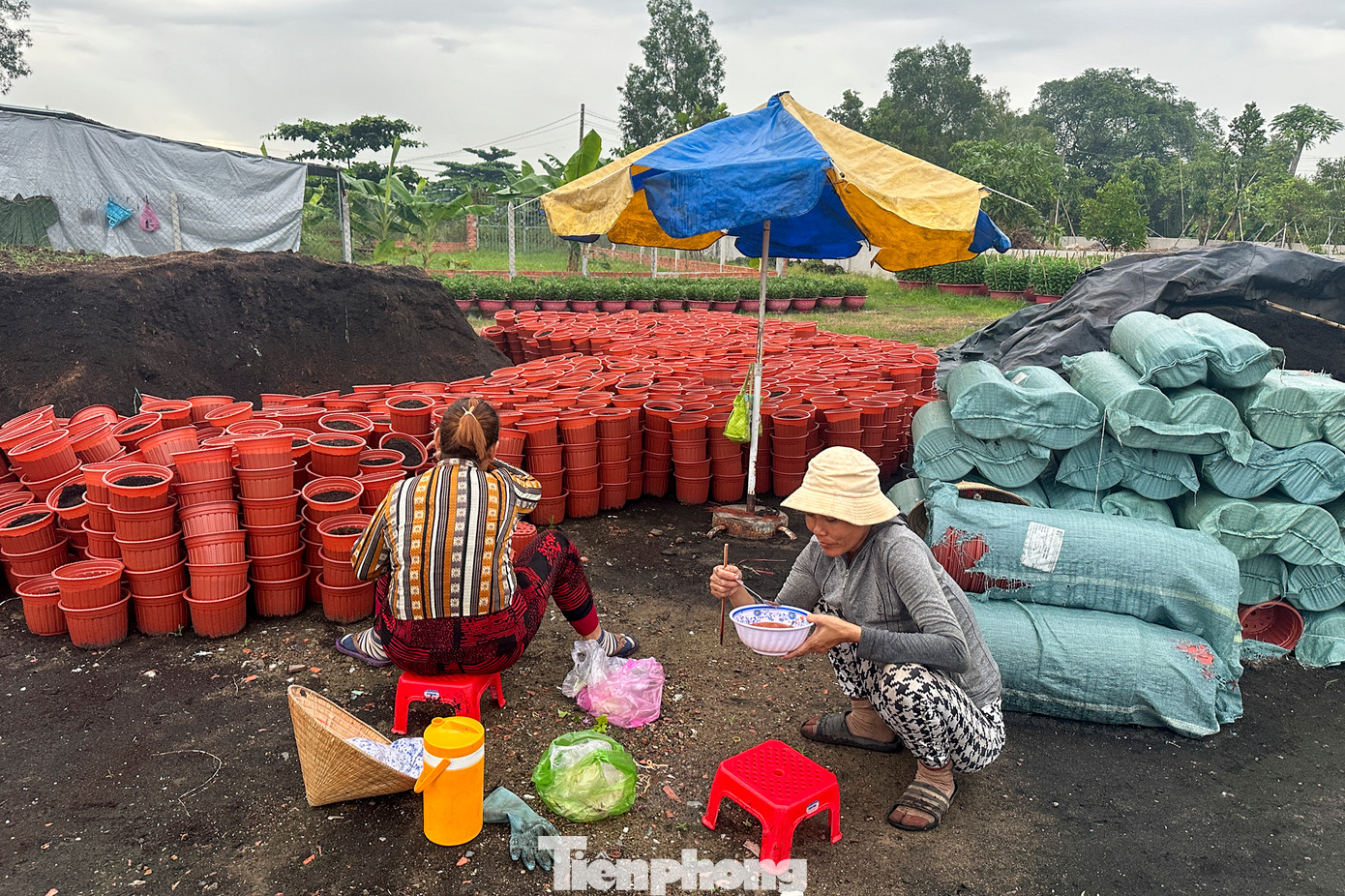 Thời điểm này đến trước tết, công việc tại làng hoa tất bật từ 6 giờ đến tận 23 giờ. Thậm chí, nhiều lúc mưa nhiều, hoa không đậu cành, các công nhân phải tăng ca để làm việc.