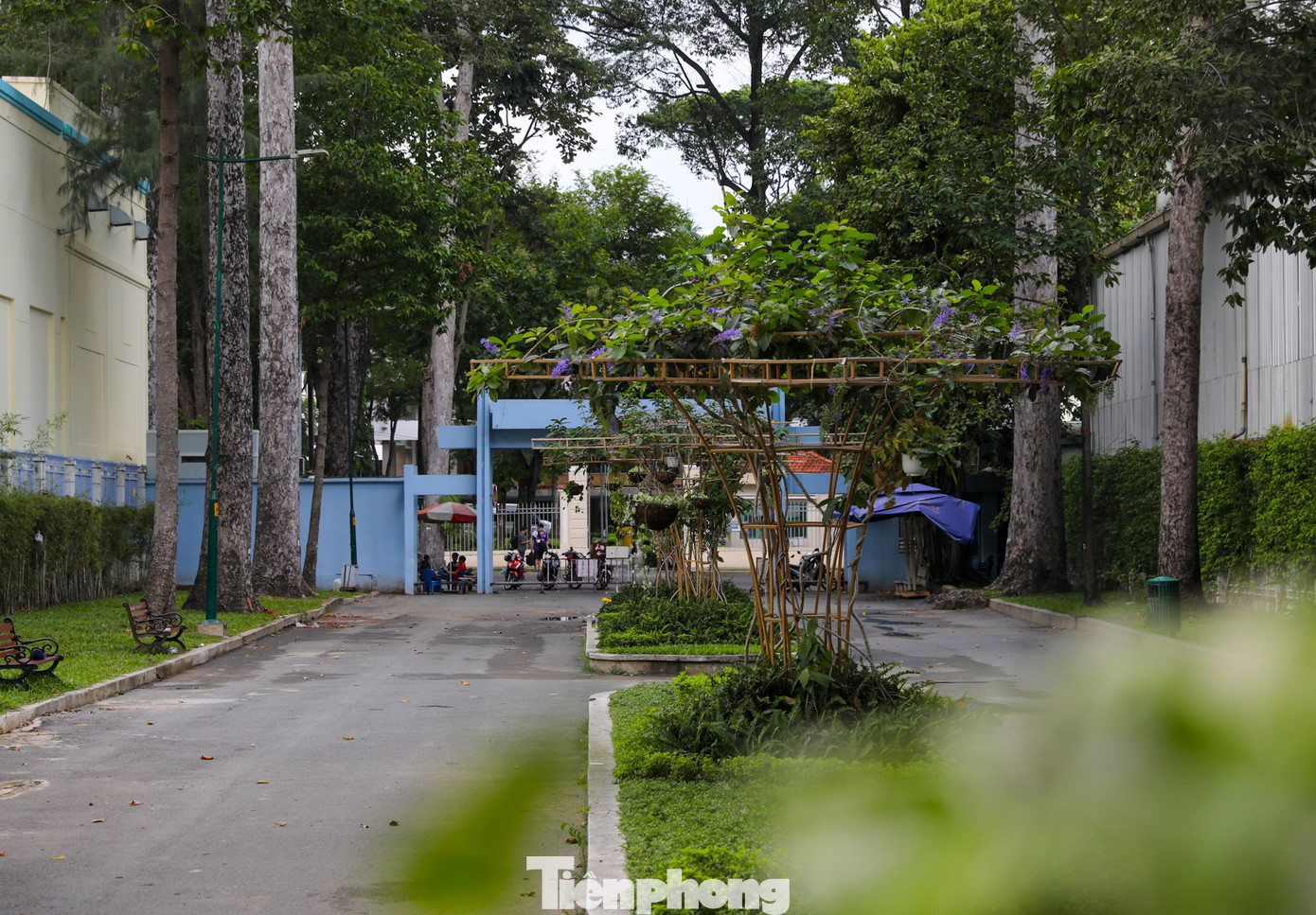 Sáng 9/8, một nhánh cây dầu dài khoảng 10m, chu vi khoảng 1,2m tại Công viên Tao Đàn bất ngờ tét rơi xuống đất, trúng vào nhóm người đang tập thể dục bên dưới.