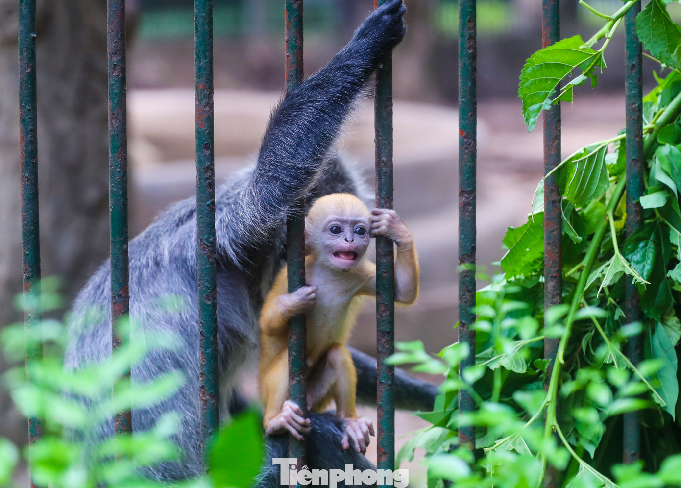 Theo Giám đốc Xí nghiệp động vật thuộc Công ty TNHH Thảo Cầm Viên Sài Gòn, hiện toàn vườn có 30 cá thể khỉ bạc, bao gồm cả 2 cá thể con vừa mới sinh.