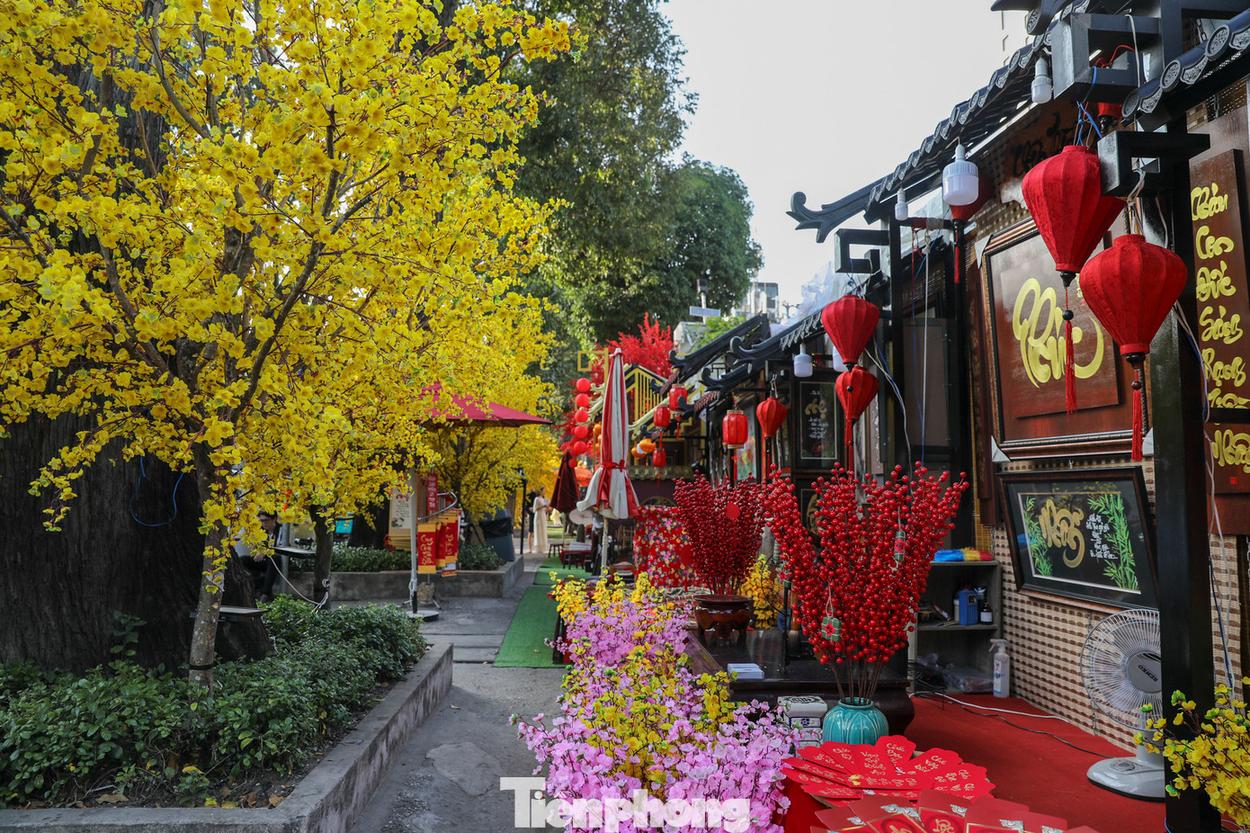 Hàng trăm cành mai vàng rực rỡ cao hơn 2m đã được trang trí dọc tuyến đường Phạm Ngọc Thạch (quận 1, TPHCM). Đây là nét đặc trưng trong chuỗi hoạt động Lễ hội Tết Việt Giáp Thìn 2024 tại Nhà văn hóa Thanh niên, được duy trì suốt gần 17 năm qua.