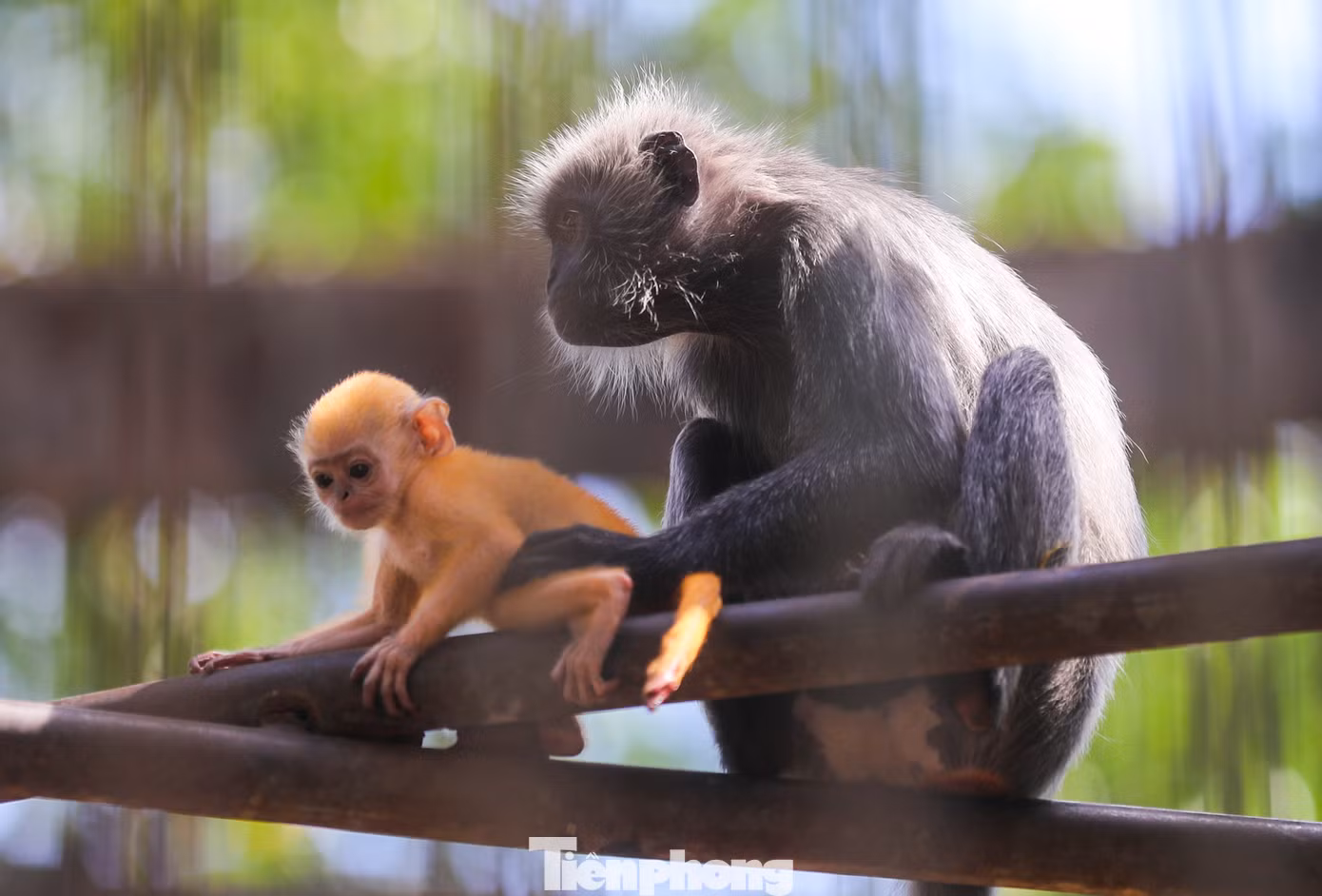 Ngay lập tức, hàng loạt "scandal tình ái" đã nổ ra, không ít dân mạng bán tín bán nghi về cha mẹ thực sự của chú khỉ con.